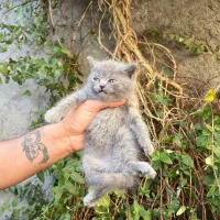 گربه بریتیش فلد بلو