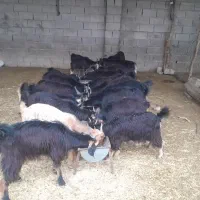 بیگ‌نراوماده‌چاغ‌برافروش|حیوانات مزرعه|اندیمشک, |دیوار