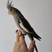 عروس هلندی جوجه  نر