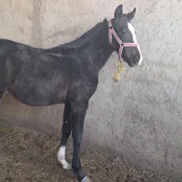 کره اسب|اسب و تجهیزات اسبسواری|تاتار علیا, |دیوار