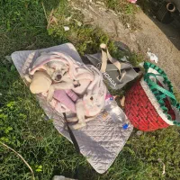 گمشده شیتزو سفید|سگ|فردیس, شهرک سپاه|دیوار