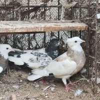 طوقی.شیخ.سیاه بوشهری|پرنده|بندر گناوه, |دیوار