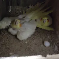 عروس هلندی لوتینو مولد|پرنده|بندر ماهشهر, |دیوار