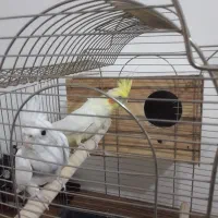 عروس هلندی|پرنده|اسلام‌شهر, مظفریه|دیوار