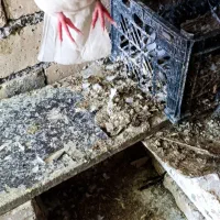 کبوتر|پرنده|نورآباد, |دیوار