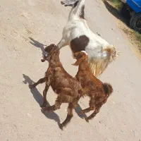 بز افغان با دوکهره دوباره جفت خورده