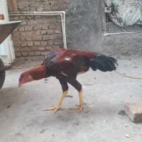 جوجه خروس لاری نسل دار|حیوانات مزرعه|مزرعه کتول, |دیوار