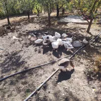 فروش|حیوانات مزرعه|هشترود, |دیوار