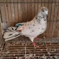 سلام کفتر به شرط پرش|کلکسیون و سرگرمی|تهران, شهرک رضویه|دیوار