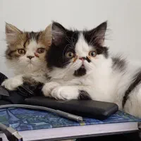 گربه پرشین سوپر فلت