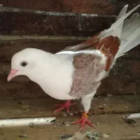 کبوتر|پرنده|رشت, دیانتی|دیوار