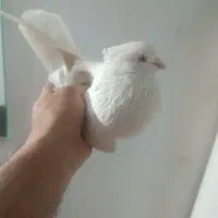 کفترجفت نروماده سفید چشم سفید|پرنده|قرچک, زیبا شهر|دیوار