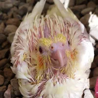 عروس هلندی نژاد البینو