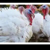 بوغلمون گوشتی زیر قیمت