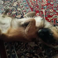 سگ پاکوتاه|سگ|شیراز, شهرک صنعتی شیراز|دیوار