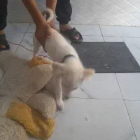 سگ نژاد دار قیمت ۴۰۰۰۰۰۰تومان