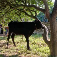 گوسالهنراصیل|حیوانات مزرعه|کومله, |دیوار