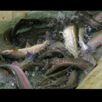 بچه ماهی تروت رنگین کمان|ماهی|لاهیجان, بازکیاگوراب|دیوار