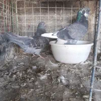 کوفتر|پرنده|برخوار, |دیوار