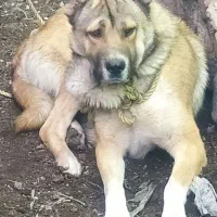 سگ گله جوان