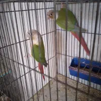 کوتوله مولدباجوجه .گریچیک مولدآماده|پرنده|آران و بیدگل, |دیوار