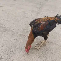 خروس لاری|حیوانات مزرعه|بهارستان, |دیوار