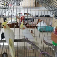 عر. س هلندی رام و دستی جفت