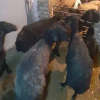 میش و بره