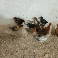 جوجه مرغ خورموج|حیوانات مزرعه|خورموج, |دیوار