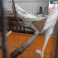 جفت دوکت البینو کلکسیونی