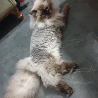 گربه هیمالین چاکلت پوینت