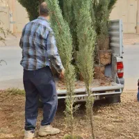 فروش سرو شیراز