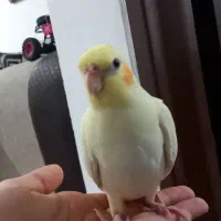 جوجه عروس هلندی|پرنده|دهگلان, |دیوار