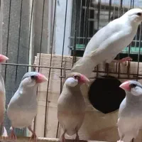 فنچ نرگسی ..و زبرا|پرنده|رشت, یخسازی|دیوار
