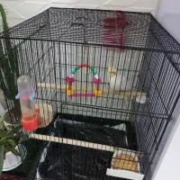 عروس هلندی باقفس