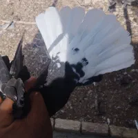 کبوتر . دمسفید. بهبونی. پلاکی. جوجه|پرنده|مرودشت, فرهنگ|دیوار