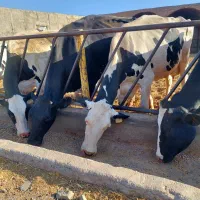 گاو شیری درجه یک