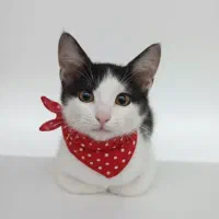 واگذاری گربه