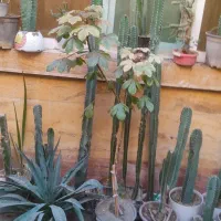 کاکتوس|گل و گیاه طبیعی|بندر کنگان, |دیوار