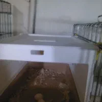 جفت عروس هلندی آهویی|پرنده|شیراز, شیخ علی چوپان|دیوار