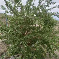 ویلا باغ زمین ۱۹۰۰ متری دارای استخر واب|فروش دفتر صنعتی، کشاورزی، تجاری|آذرشهر, |دیوار