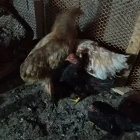 برهما|حیوانات مزرعه|رشت, حومه رشت|دیوار