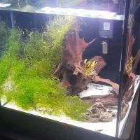 اکواریوم ریملس