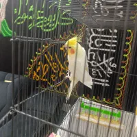 عروس هلندی نر لوتینو مست خون ۱ساله/با قفس|پرنده|مشهد, توس (بلوار توس)|دیوار