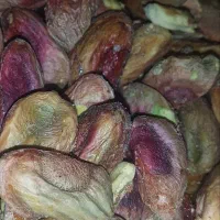 مغز پسته ی شور (درسته و نصفه)|خوردنی و آشامیدنی|قم, کیوانفر|دیوار