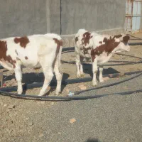 گوساله و گاو