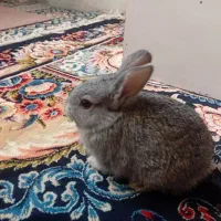 خرگوش خونگی|موش و خرگوش|لنجان, |دیوار