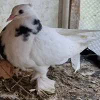 کبوتر طوقی زینتی|پرنده|بابل, |دیوار