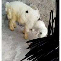 بره نره داشتی|حیوانات مزرعه|مسجد سلیمان, |دیوار