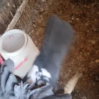 باسلام|حیوانات|کرمان, |دیوار